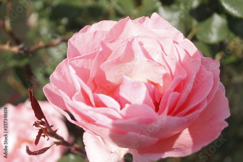 Obraz na płótnie pink rose flower in sunny day w salonie