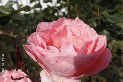 Obraz na płótnie pink rose in bloom w salonie