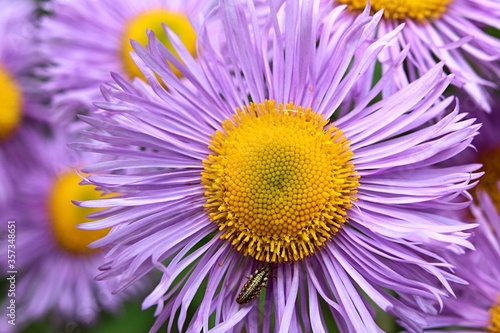 фотографія Pink to purple flower of Erigeron genus from daisy family, with yellow flower center