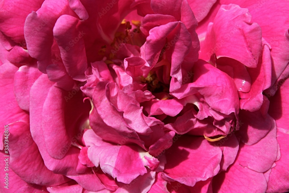 Pink to purple flower center of decorative rose flower hybrid. Pink to purple flower center of decorative rose flower hybrid.