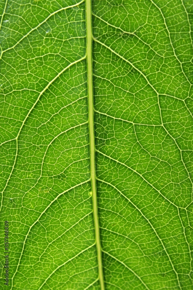 Detail of leaf texture of willow tree, latin name Salix, with visible midrib and veins. 