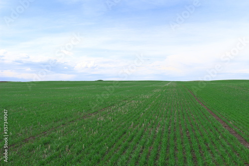 Farmland southern Alberta