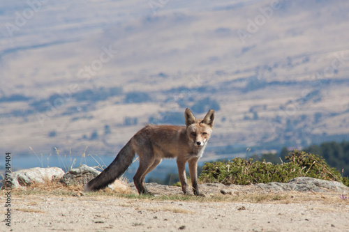 Fototapeta Naklejka Na Ścianę i Meble -  Red fox in the Sierra de Guadarrama National Park. Segovia, Madrid. Friendly mountain fox looking for food.