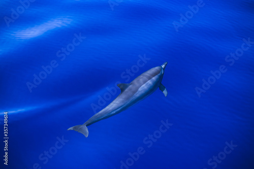 Dolphin swims in the bright blue clear water of the tropical sea