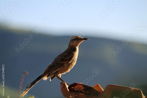 sparrow on a fence photo