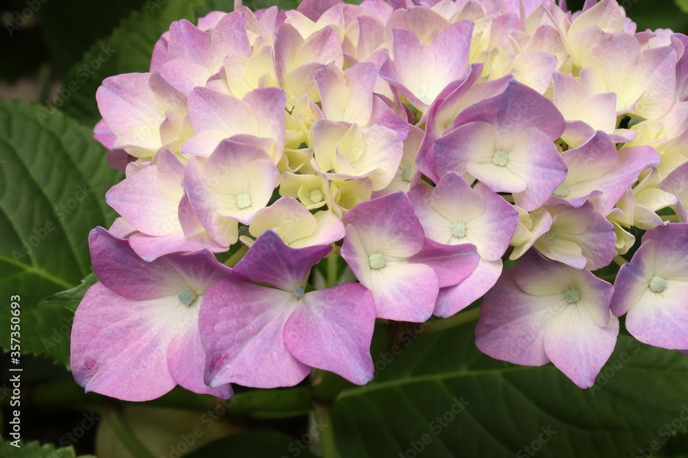 Hydrangea is blooming in pink and purple. Hydrangea macrophylla Hydrangea is blooming in pink and purple. Hydrangea macrophylla
