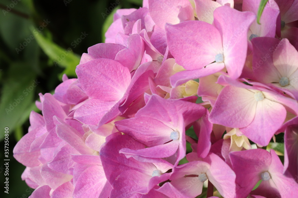Hydrangea is blooming in pink and purple. Hydrangea macrophylla