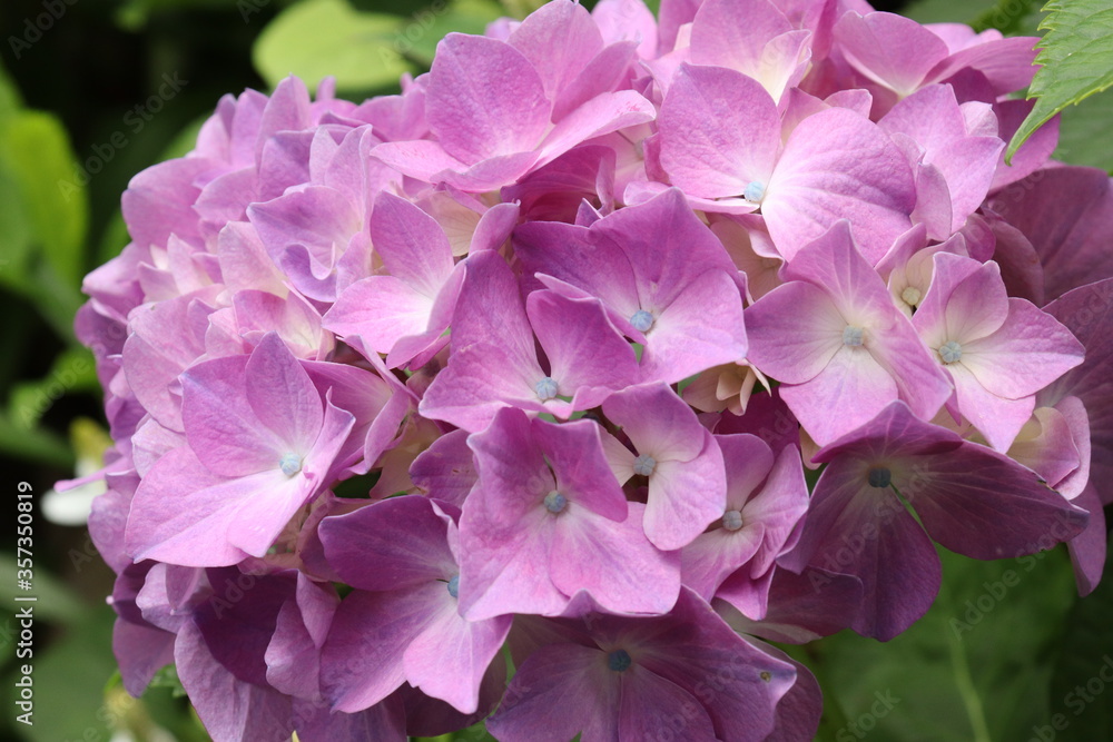 Hydrangea is blooming in pink and purple. Hydrangea macrophylla Hydrangea is blooming in pink and purple. Hydrangea macrophylla
