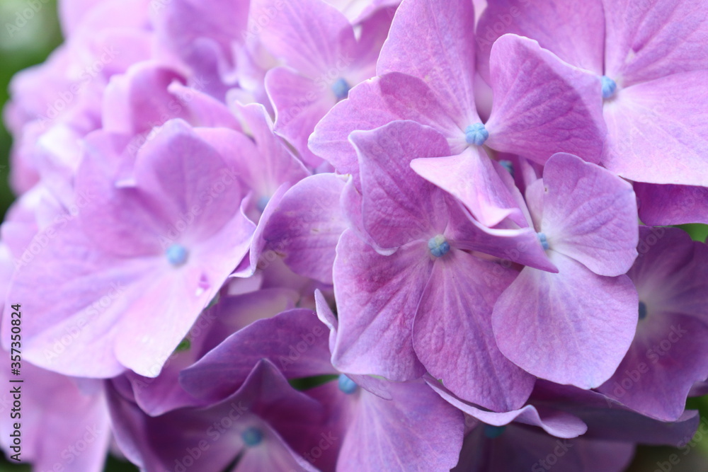 Hydrangea is blooming in pink and purple. Hydrangea macrophylla Hydrangea is blooming in pink and purple. Hydrangea macrophylla
