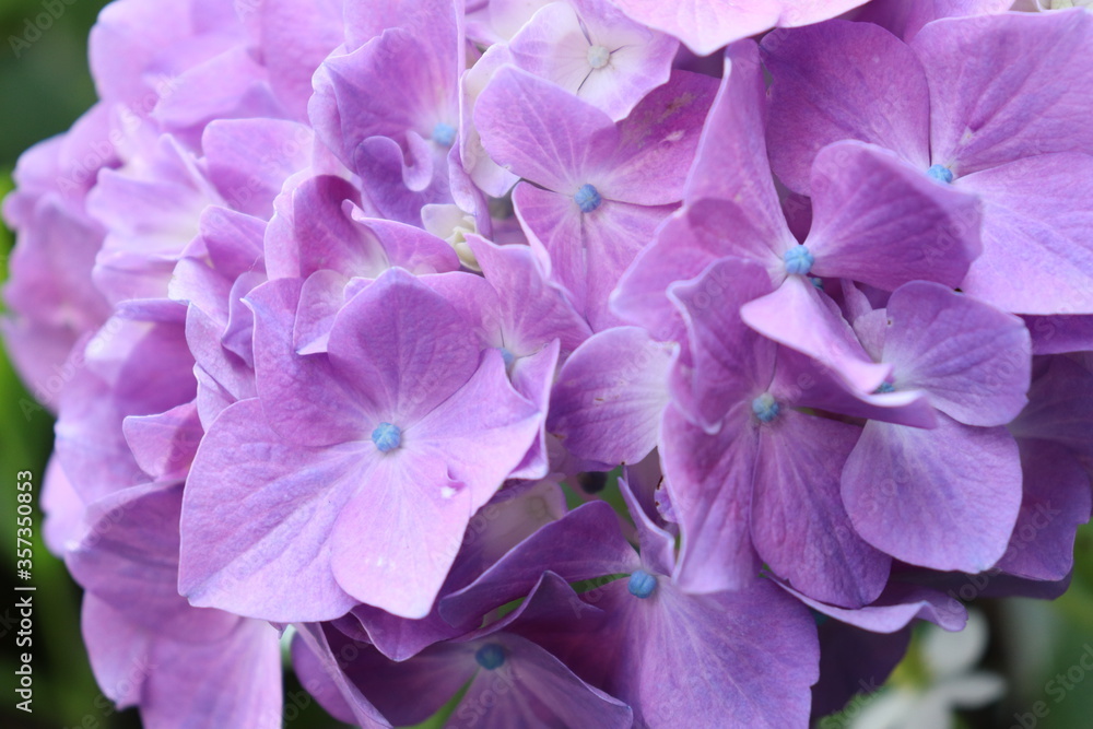 Hydrangea is blooming in pink and purple. Hydrangea macrophylla Hydrangea is blooming in pink and purple. Hydrangea macrophylla