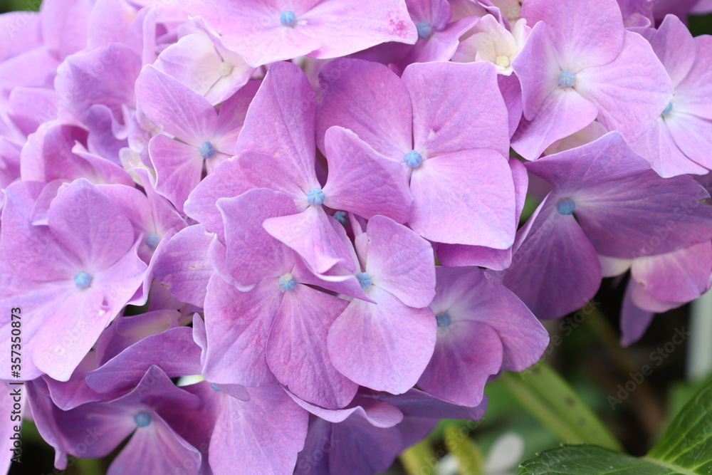 Hydrangea is blooming in pink and purple. Hydrangea macrophylla Hydrangea is blooming in pink and purple. Hydrangea macrophylla