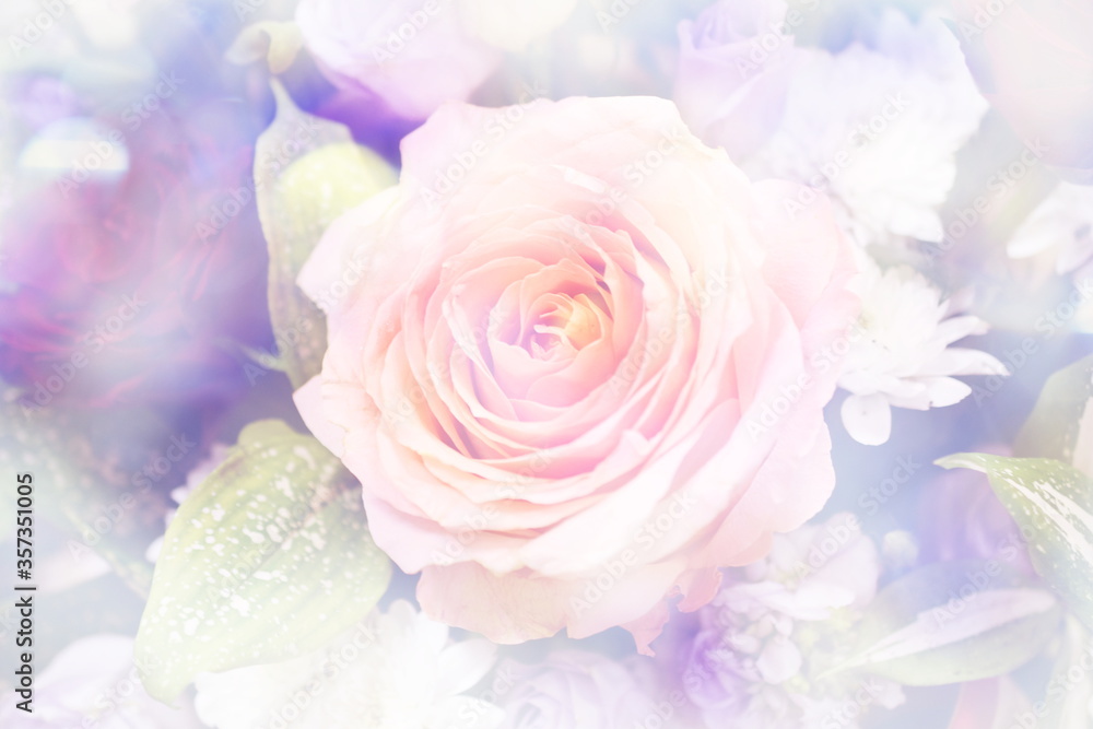 Close up beautiful Pink rose flower bouquet Close up beautiful Pink rose flower bouquet