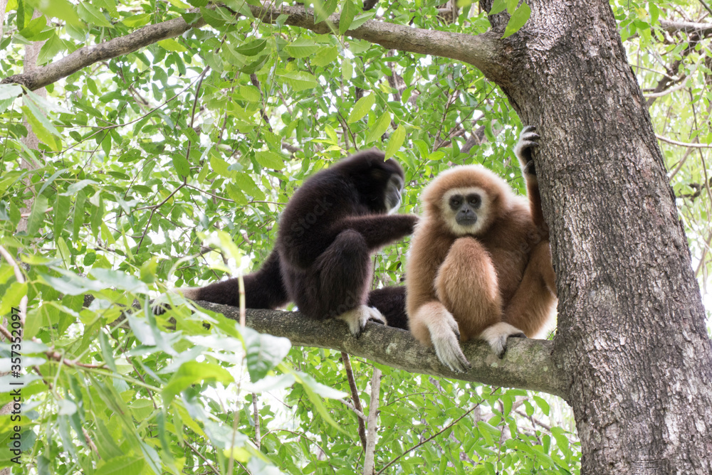 Fototapeta premium gibbon à mains blanche dans la forêt équatoriale, white-handed gibbon in the wild life, espèce en voie de disparition
