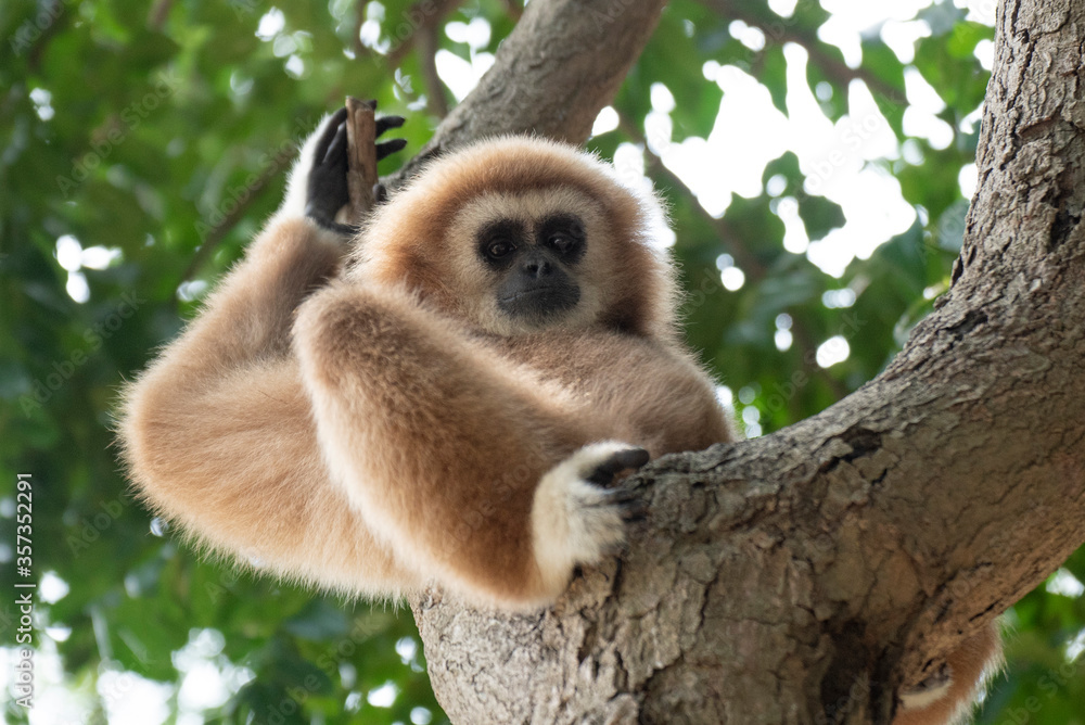 Obraz premium gibbon à mains blanche dans la forêt équatoriale, white-handed gibbon in the wild life, espèce en voie de disparition