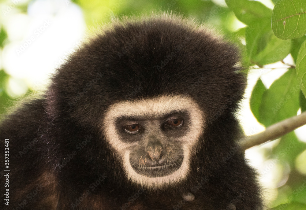 gibbon à mains blanche dans la forêt équatoriale, white-handed gibbon in the wild life, espèce en voie de disparition gibbon à mains blanche dans la forêt équatoriale, white-handed gibbon in the wild life, espèce en voie de disparition