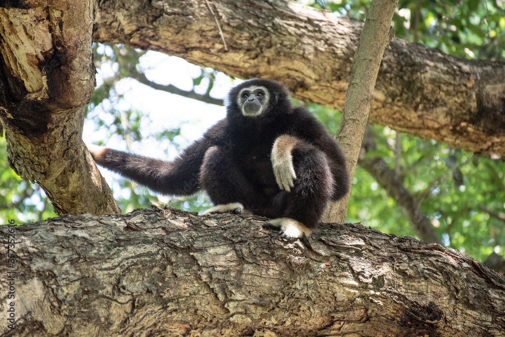 Obraz premium gibbon à mains blanche dans la forêt équatoriale, white-handed gibbon in the wild life, espèce en voie de disparition