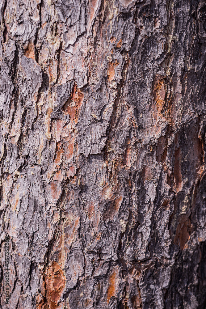 bark of a tree. spruce tree bark. texture of tree bark. brown tree bark bark of a tree. spruce tree bark. texture of tree bark. brown tree bark