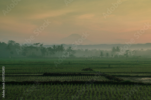 morning atmosphere in Indonesian rice fields with a view of cleft mountains