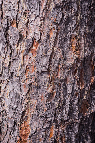 Fototapeta Naklejka Na Ścianę i Meble -  bark of a tree. spruce tree bark. texture of tree bark. brown tree bark