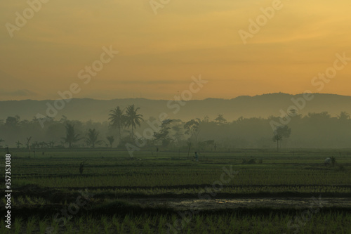 morning atmosphere in Indonesian rice fields