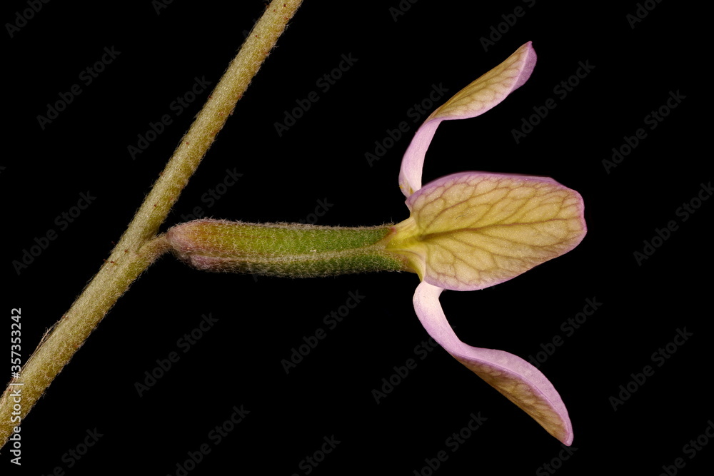 Night-Scented Stock (Matthiola longipetala). Flower Closeup Night-Scented Stock (Matthiola longipetala). Flower Closeup