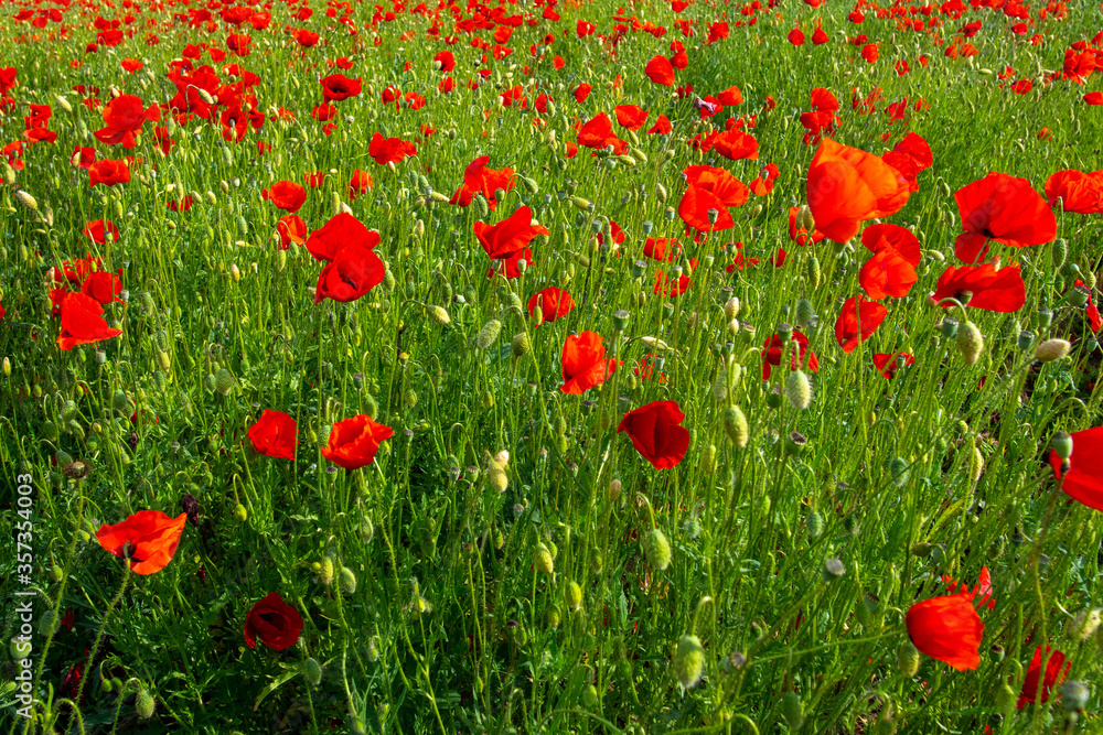the tender red poppies in the green grass on the plain the tender red poppies in the green grass on the plain