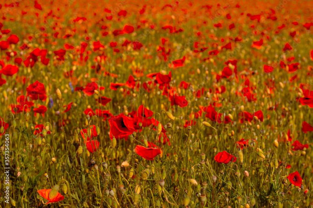 the tender red poppies in the green grass on the plain