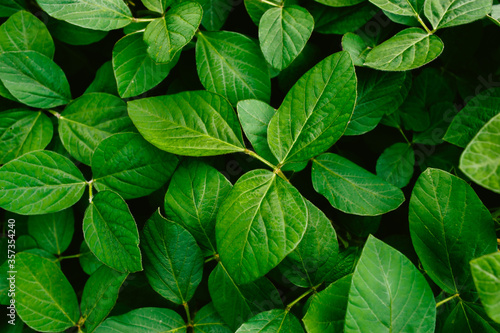 Big and fresh soybean leaves in detail
