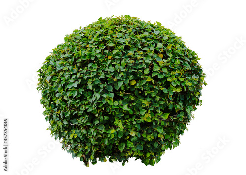 Bougainvillea plant bush in circular shape isolated on white background with clipping path