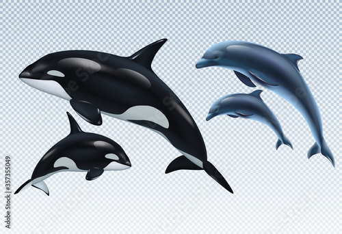 Dolphin And Killer Whale Realistic Transparent Icon Set