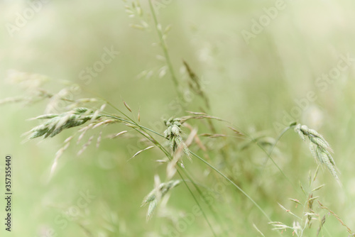 Nature background with wildgrass under sunlight. Selective focus. Plant background.