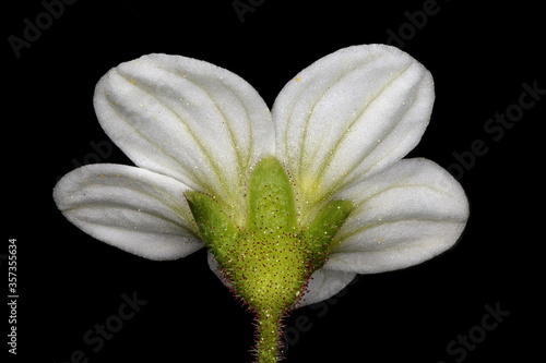 Tufted Saxifrage (Saxifraga cespitosa). Flower Closeup photo