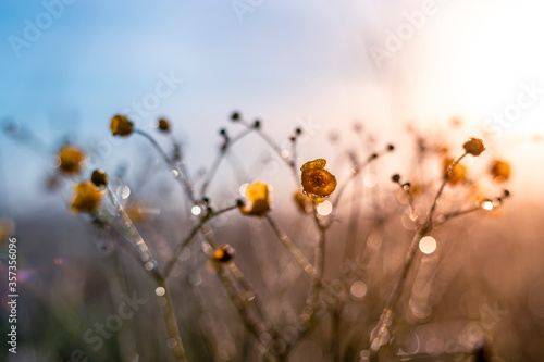 Summer sunrise with beautiful yellow wildflowers, sunny morning scene, copy space.