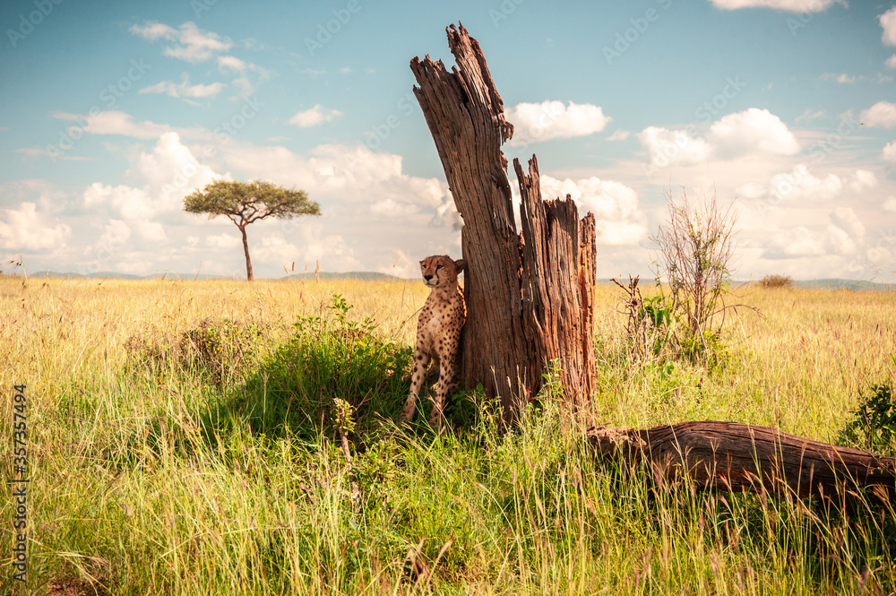 Tired wild cheetah hid from the sun behind a tree in Africa Tired wild cheetah hid from the sun behind a tree in Africa
