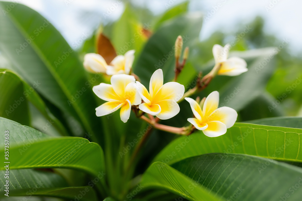 Fototapeta premium flower frangipani on with natural background