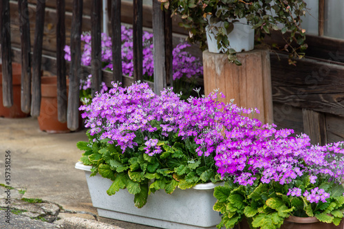 Wallpaper Mural 和風の木造建築と植木の花 Torontodigital.ca