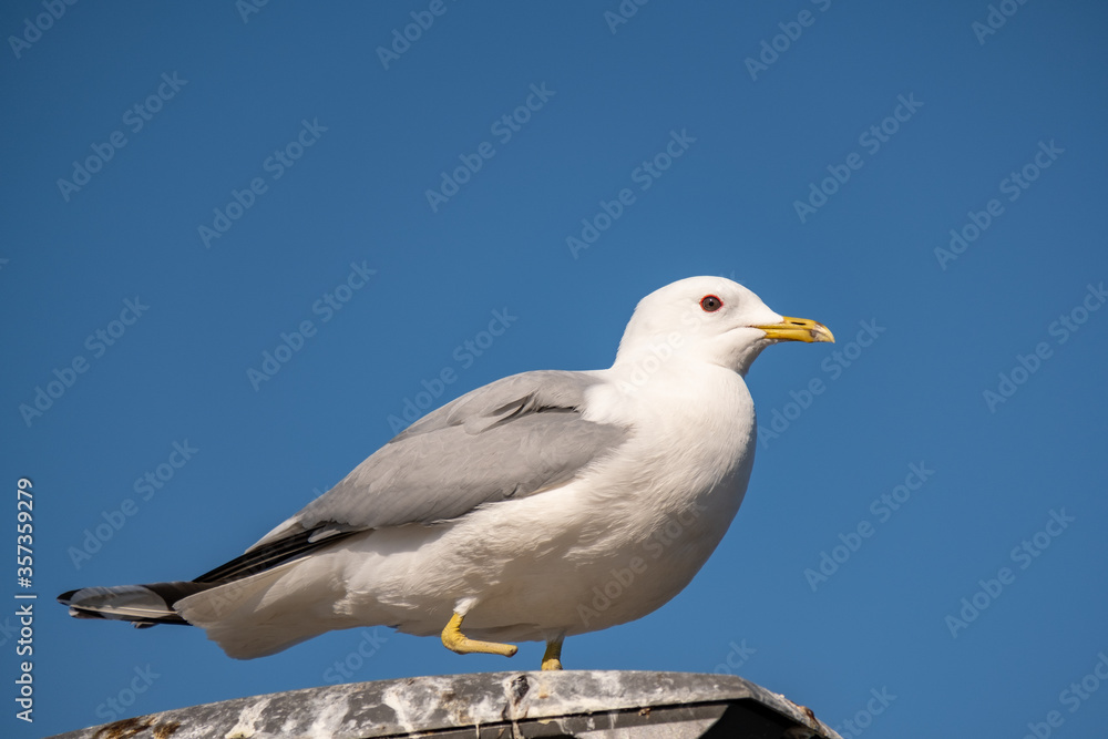 Injured, handicap seagull standing on a lamp post Injured, handicap seagull standing on a lamp post