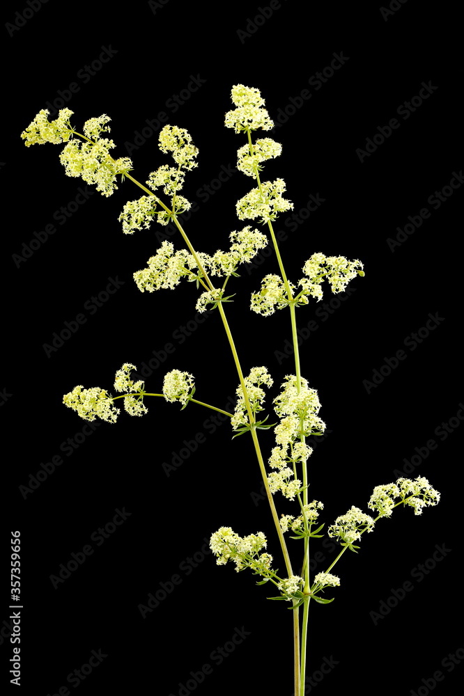 Hedge Bedstraw (Galium mollugo). Inflorecence Closeup Hedge Bedstraw (Galium mollugo). Inflorecence Closeup