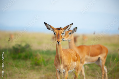 wild impala on green grass in National park in Africa © Lila Koan