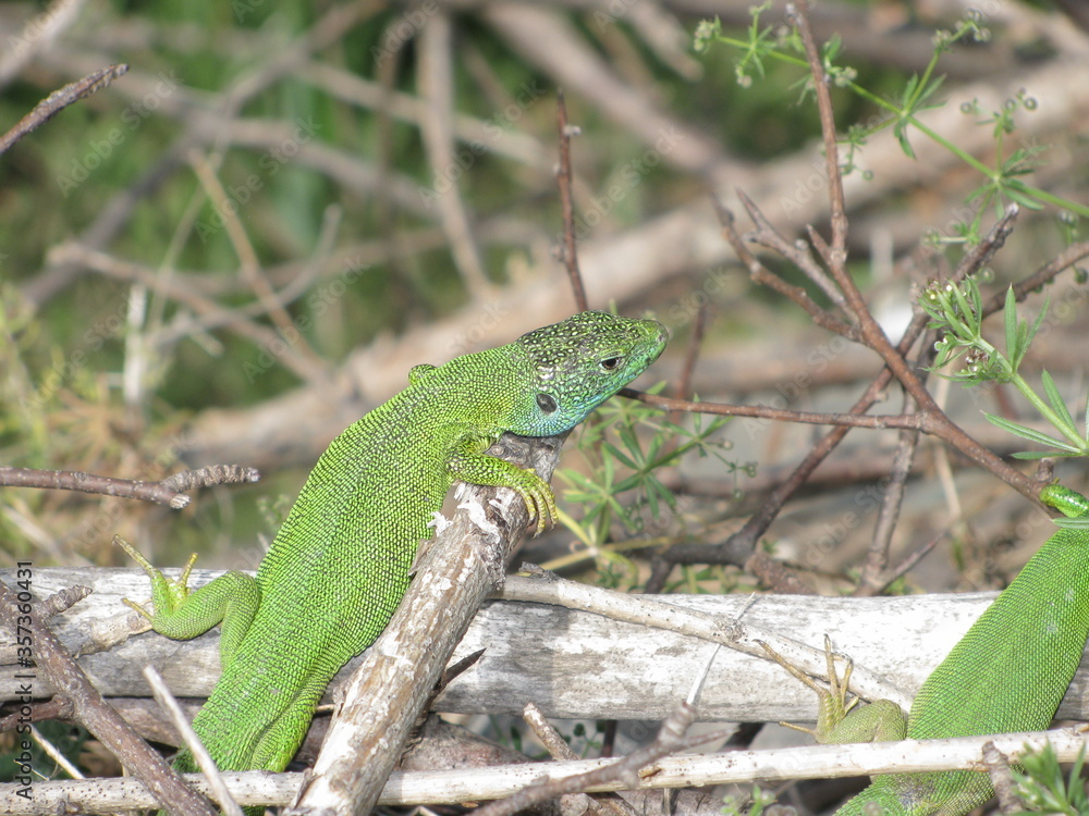 lizard on a tree