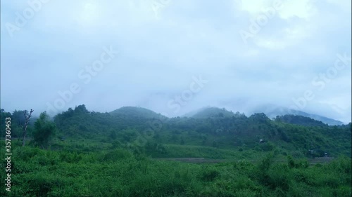forest in the mountains
