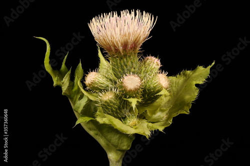 Cabbage Thistle (Cirsium oleraceum). Inflorescence Closeup photo