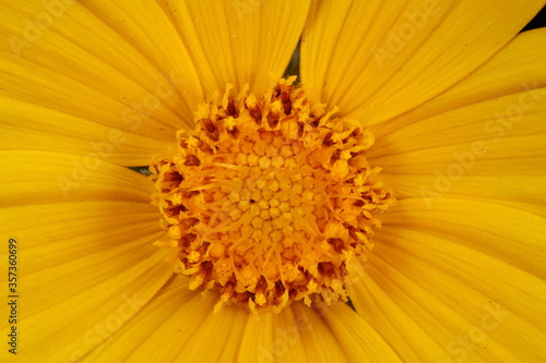 Large-Flowered Tickseed  Coreopsis grandiflora . Disc Florets Closeup