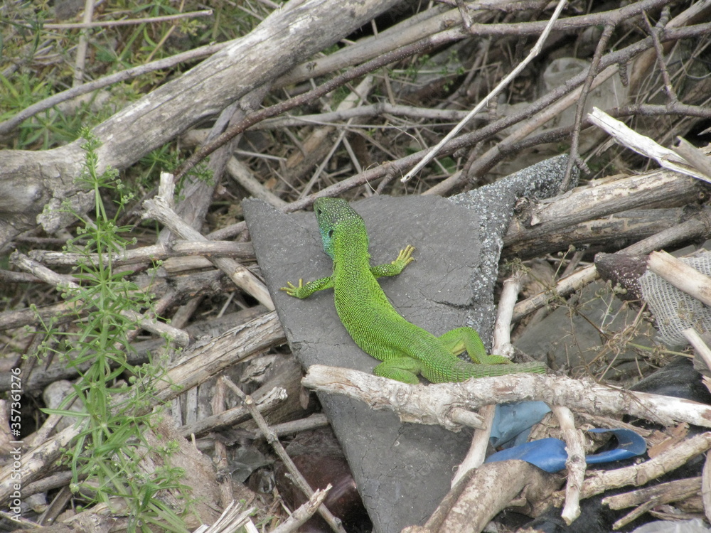 Fototapeta premium green lizard on a tree