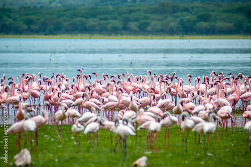 Group of pink flamingos on the lake photo