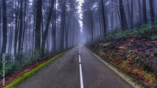 Morning mist in the middle of forest 