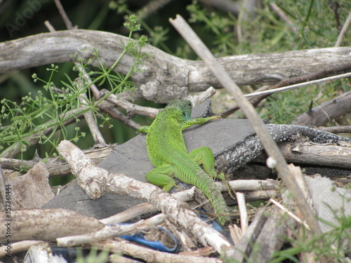 green lizard on a tree