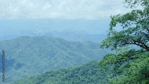 pine trees in the mountains