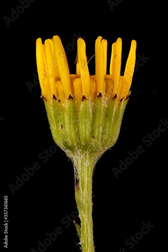 Common Ragwort (Senecio jacobaea). Young Capitulum Closeup