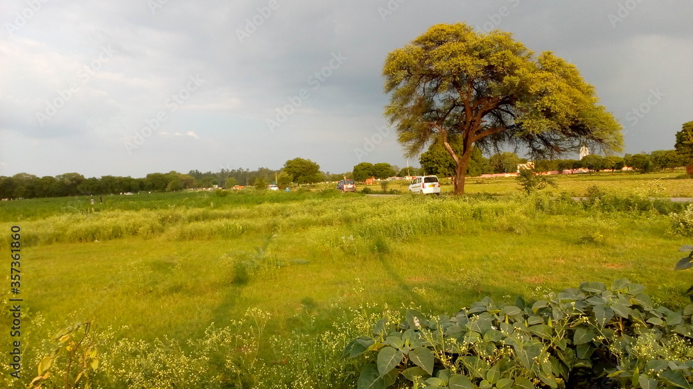 Fototapeta premium landscape with trees The Peace therapy For relaxing mind
